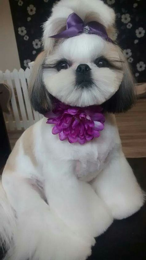 Shih tzu teddy bear Shihtzu Haircut Teddy Bears, Shihtzu Haircut, Shih Tzu Teddy Bear Haircut, Teddy Bear Haircut, Shih Tzu Grooming Styles, Shih Tzu Hair Styles, Teddy Bear Hair, Dog Grooming Diy, Shih Tzu Haircuts