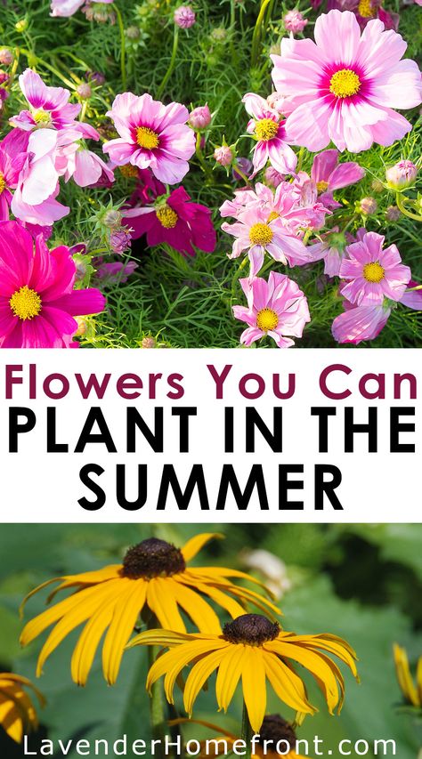 Check out this great guide to flowers you can plant in the summer that will bloom through fall. It's not too late to have a beautiful and vibrant summer flower garden Flowers To Plant In Summer, Fall Garden Planting, Fall Blooming Flowers, Summer Planting, Summer Blooming Flowers, Fall Flowers Garden, Flowers To Plant, Late Summer Flowers, Fall Gardening