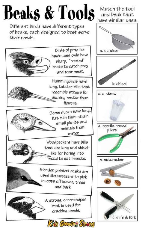 Birds Beaks Activities, Bird Activities First Grade, Bird Beak Activity, Bird Adaptations Activities, Bird Beak Adaptations Activities, Bird Science Activities For Kids, Bird Stem Activities, Birds For Kindergarten, Bird Migration Activities For Kids