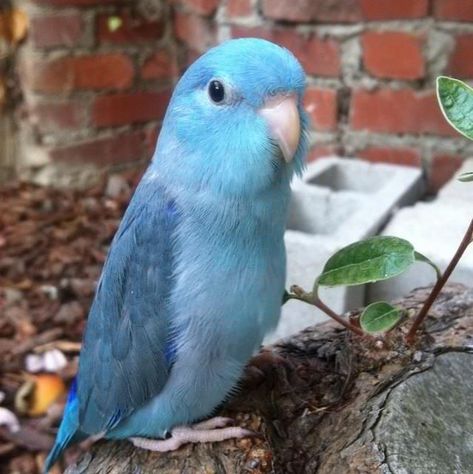 Did you know that male #parrotlets have blue markings on their wings, back, and napes? The female parrotlets have light blue markings near their eyes. #parrotfacts #birds Forpus Bird, Pacific Parrotlet, Colourful Animals, Beautiful Parrots, Funny Parrots, Parakeets, Funny Birds, Colorful Animals, Exotic Birds