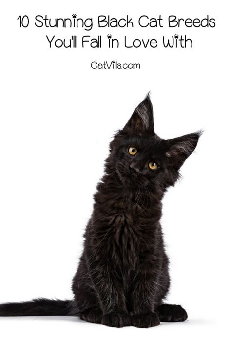 Black Cat Breeds Long Hair, Types Of Black Cats, Medium Hair Black Cat, White Cat Breeds, Cat History, Cat Breeds Hypoallergenic, Lion Cute, Black Cat Breeds, Kitten Ideas