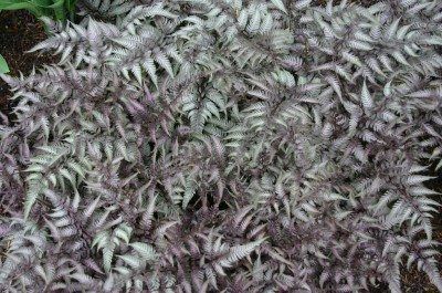 Japanese Painted Fern Plants – How To Care For Japanese Painted Ferns Tall Purple Flowers, Japanese Fern, Container Gardening Shade, Painted Fern, Fern Plants, Garden Mulch, Japanese Painted Fern, Perennial Ground Cover, Moonlight Garden