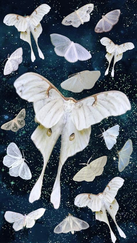 White moths night sky #moths Moth In Flight, White Moths, Night Moth, Lunar Moth, Thigh Piece, In Flight, Night Sky, Night Skies, Drake