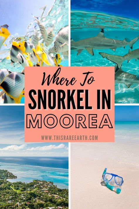 The Best Places to Snorkel in Moorea - This Rare Earth Best Places To Snorkel, Scuba Steve, Moorea Tahiti, French Polynesian Islands, Tahiti Travel, Road Trip Map, Outrigger Canoe, South Pacific Islands, Family Beach Trip