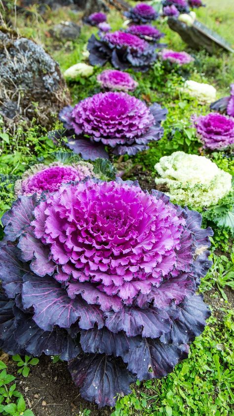 ornamental cabbage Cabbage Flowers Plants, Cabbage Plants Gardening, Flowering Cabbage, Cabbage Flowers, Cabbage Plant, Ornamental Garden, Ornamental Cabbage, Flower Types, Plants Outdoor