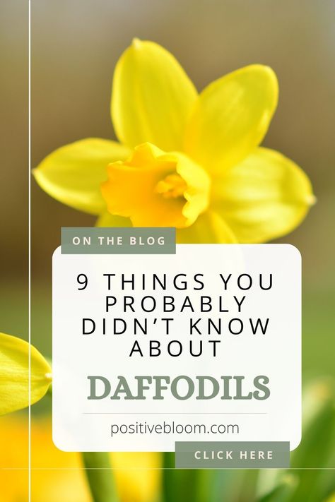 Check out these interesting facts about daffodils and discover some helpful tips and tricks to have them growing and blooming for years to come. Daffodil Landscaping Ideas, Daffodils Flowers, Daffodil Flowers, Daffodil Garden, How To Plant Daffodils, Transplanting Daffodils, How To Plant Daffodil Bulbs, Daffodil Flower Photography, Wild Daffodils