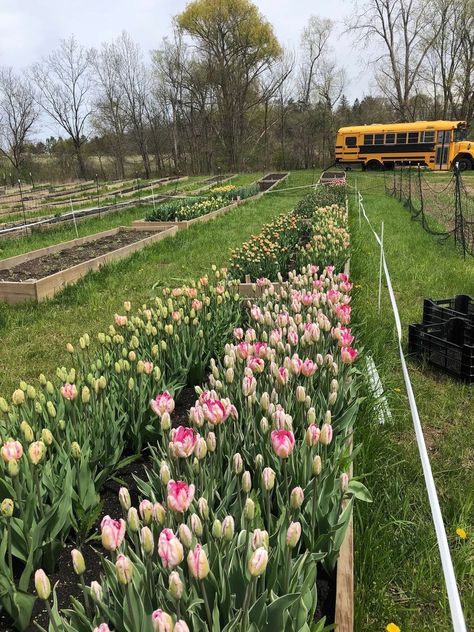 Raised Garden Beds For Flowers, Flowers In Raised Garden Beds, Farm Flower Garden, Dahlia Garden Bed, Raised Cut Flower Garden, Cut Flower Raised Garden Bed, Dream Flower Garden, Cut Flower Garden Raised Beds, Dahlia Flower Bed