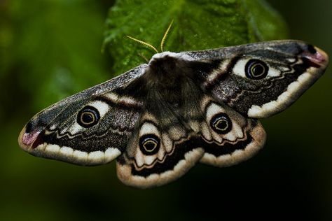 Moth Wing Reference, Emperor Moth Aesthetic, Small Emperor Moth, Marbled Emperor Moth, Aesthetic Moth Pictures, Nevada Buck Moth, Pretty Moths Real, Moth With Eyes On Wings, Moth Reference Photo