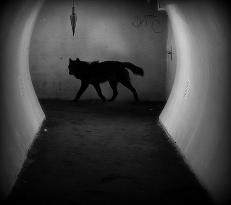 Black Shuck, Werewolf Aesthetic, Hermann Hesse, Big Bad Wolf, Bad Wolf, Black Wolf, A Wolf, Wolf Art, Sirius Black