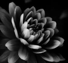 Flower Photography Ideas, White Flowers Photography, Black And White Flower Photography, White Flower Photography, Athena Mckinzie, Black And White Flower, Black And White Flowers, Flower Photography, Dahlia Flower