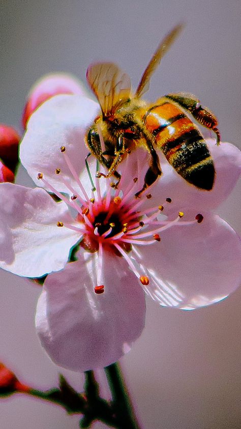 #bee #cherryblossom #cherrytree #insect #nature #naturewallpaper #closeupphotography #flowers #pink Insects Aesthetic, Vibe Board, Pictures Of Insects, Beautiful Bugs, Close Up Photography, Flowers Pink, Cherry Tree, Simple Flowers, Silk Painting