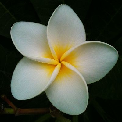 Plumeria Flowers Aesthetic, Araliya Flower, Kalachuchi Flower, Frangipane Flower, Calachuchi Flower, Frangipani Tattoo, Tropical Flower Tattoos, Plumeria Tattoo, Tiare Flower