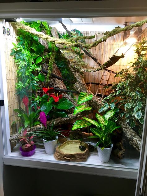 Chameleon Enclosure Ideas, Chameleon Terrarium, Crested Gecko Habitat, Chameleon Enclosure, Lizard Cage, Chameleon Cage, Gecko Habitat, Gecko Terrarium, Veiled Chameleon