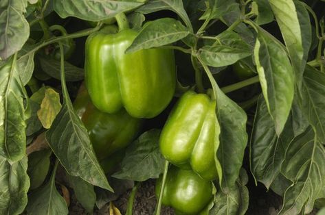 6 Vegetables That Like Acidic Soil | Hunker Bell Pepper Plant, Growing Bell Peppers, Acidic Soil, Green Capsicum, List Of Vegetables, Herbs Garden, Green Bell Pepper, Garden Vegetables, Backyard Vegetable Gardens