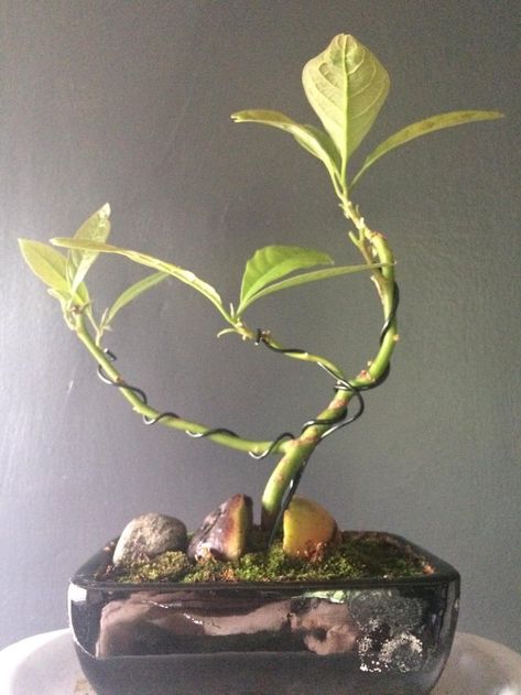 Avocado Bonsai, Bonsai Pruning, Bonsai Tree Care, Avocado Plant, Bonsai Soil, Plant Goals, Avocado Tree, Indoor Bonsai, Plants Are Friends