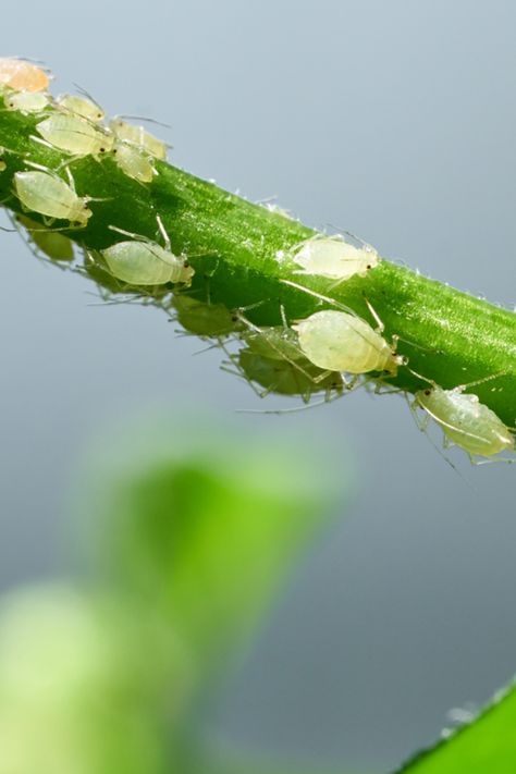 How To Stop Aphids Naturally - 4 Secrets To Control Aphids On Plants! House Plant Pests, Plant Based Aesthetic, Aphids On Plants, Plant Tattoos, Get Rid Of Aphids, Natural Insecticide, Aesthetic Plants, Natural Pesticides, Jasmine Plant