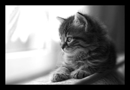 Gatito Pet Loss Dog, Cat Loss, Cat Purr, Pet Remembrance, Angel Cat, Pet Sympathy, Cat Quotes, Pet Loss, Beautiful Cats