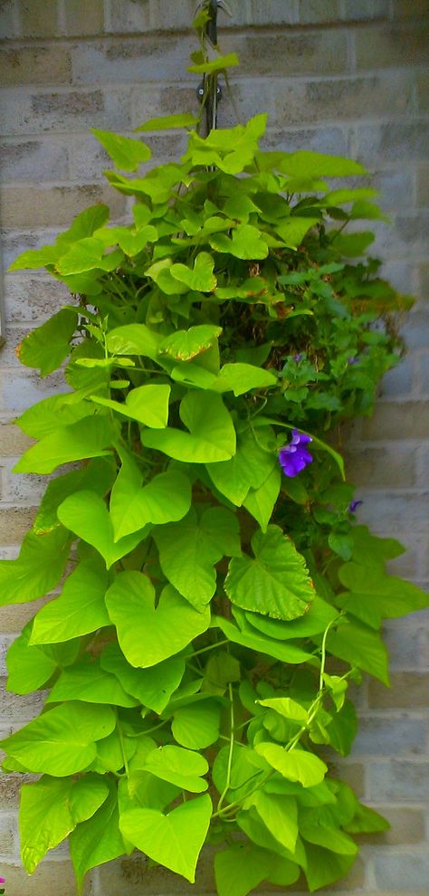 Potato Vine White Potato Vine, Potatoe Vine Plant, Potato Vine Planters, Petunia And Sweet Potato Vine, Grow Sweet Potato Vine From Sweet Potato, Potato Vines, Vines, Herbs, Plants