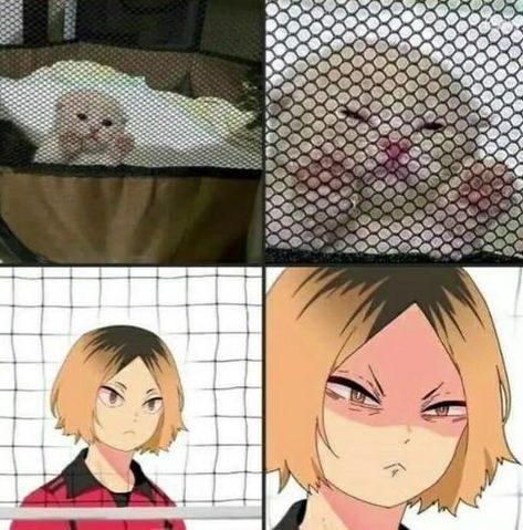 Haikyuu Meme, Akaashi Keiji, Kenma Kozume, Haikyuu Funny, Memes Anime, Haikyuu Manga, Haikyuu Characters, Haikyuu Fanart, Anime Meme