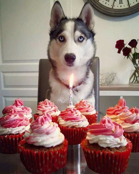 Siberian Husky Birthday! #siberianhusky Happy Birthday Chihuahua, Husky Birthday, Dog Birthday Photoshoot, Dog Birthday Wishes, Happy Birthday Animals, Birthday Animals, Happy Birthday Dog, Dog Birthday Cake, Birthday Blessings