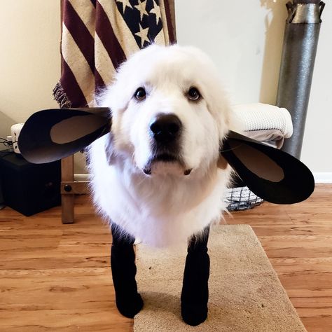 Great Pyrenees Costume, Sheep Dog Costume, Great Pyrenees Halloween Costume, White Dog Halloween Costumes, White Dog Costumes, Big Dog Halloween Costumes, Large Dog Costumes, Cute Dog Halloween Costumes, Sheep Costume