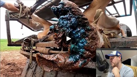 Removing a huge dermatitis lesion from a small cow | cattle, horse hoof | THIS is the worst cow's hoof I've ever seen 😕 | By The Hoof GPFacebook Cow Hoof Trimming, Cow Hoof, Cow Hooves, Small Cow, Horse Hoof, The Worst, Cow, Horses