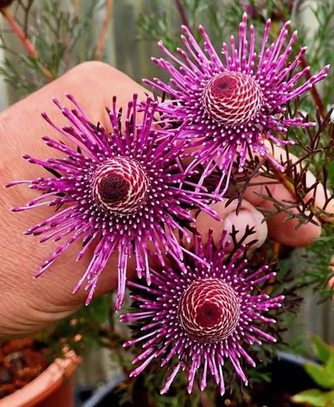 Isopogon Formosus, Australian Native Garden, Australian Wildflowers, Weird Plants, Strange Flowers, Australian Natives, Australian Native Flowers, Australian Plants, Australian Native Plants