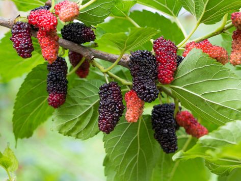 Black and red mulberries on the branch of a tree. Mulberry Tea, Mulberry Plant, Mulberry Fruit, Fruit Bearing Trees, Mulberry Bush, Mulberry Leaf, Mulberry Tree, Organic Seeds, Fruit Plants