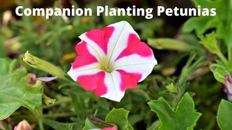 companion planting petunias | Growing Guides Petunia Companion Plants, Baby Activity Ideas, Gardening On A Slope, Asparagus Plant, Shade Grass, Veggie Gardens, Cucumber Plant, Flowers Peonies, Companion Plants