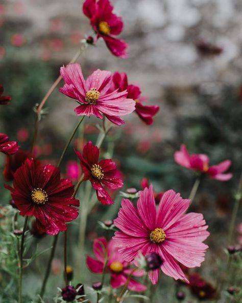 Janne Ford on Instagram: "Scenes from a lovely flower filled day @sarahravensgarden admiring the vibrant colours of the season 💗 wishing you all a lovely weekend everyone" September 16, Photography Work, Vibrant Colours, Cosmos, Still Life, The Sea, Vibrant Colors, Ford, Paint