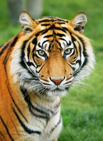 The tiger is an endangered species. Many countries now have laws to protect tigers. A Tiger, Animals