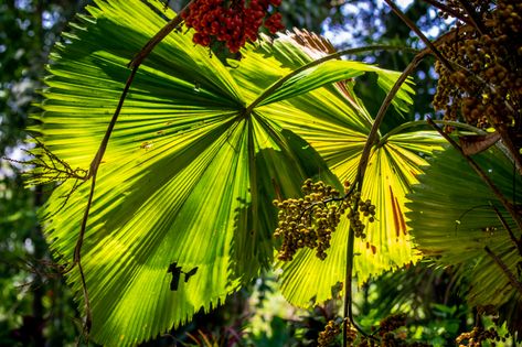 Anahaw | Anahaw is the national leaf of the Philippines. A t… | Flickr Anahaw Leaves, Quezon Province, Fan Palm, My Favorite Color, Age 10, Southeast Asian, World Best Photos, The Philippines, The National