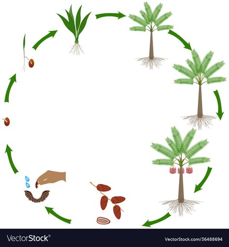 Tree Life Cycle, Date Plant, Dates Tree, Seed Balls, Date Palm, Palm Plant, Beige Wallpaper, Tree Illustration, Logo Background