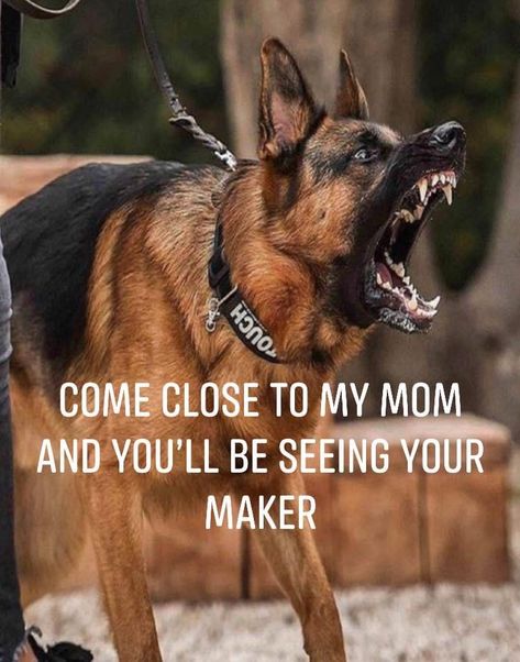 German Shepard Quotes, Shepherd Quotes, German Shepherd Quotes, German Shepherd Puppies Training, Puppy Items, German Sheperd Dogs, Dog Wellness, German Shep, German Shepards