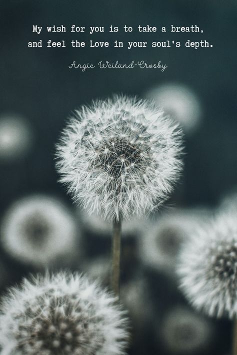 Soul Quote | Nature Photography of Dandelion Wishes by Eberhard Grossgasteiger | "My wish for you is to take a breath, and feel the Love in your soul's depth." Angie Weiland-Crosby #quotes #soulquotes #selflovepoetry #magical #dandelions #eberhardgrossgasteiger #blogging #selflove #autismlove #motherdaughter #soul #love #angieweilandcrosby #momsoulsoothers I Wish You Happiness Quotes, Angie Weiland-crosby, My Wish For You Quotes, Angie Weiland-crosby Quotes, Free Soul Quotes, Dandelion Aesthetic, Spiritual Calling, Poems About Girls, Dandelion Quotes