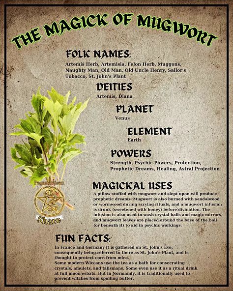 **Magickal Herbs in Witchcraft 🌿✨** In the enchanting world of witchcraft, herbs play a vital role in enhancing spells and rituals. Each herb carries its own unique energy and properties, making them essential tools for practitioners. For instance, **sage** is revered for its cleansing abilities, while **lavender** promotes peace and tranquility. **Rosemary** is often used for protection and memory enhancement, and **chamomile** is known for its calming effects. Incorporating these magickal... Herbs In Witchcraft, Witchcraft Herbs, Spells And Rituals, Earth Powers, Magickal Herbs, Magic Herbs, Psychic Powers, Astral Projection, Magic Mirror