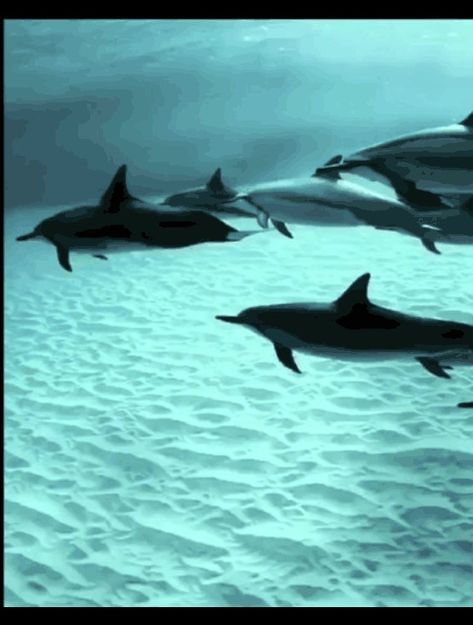 Swimming With Dolphins, Maldives Travel, Amazing Gifs, Amazing Travel Destinations, Amazing Travel, Ocean Creatures, In The Ocean, Elba, Ocean Life