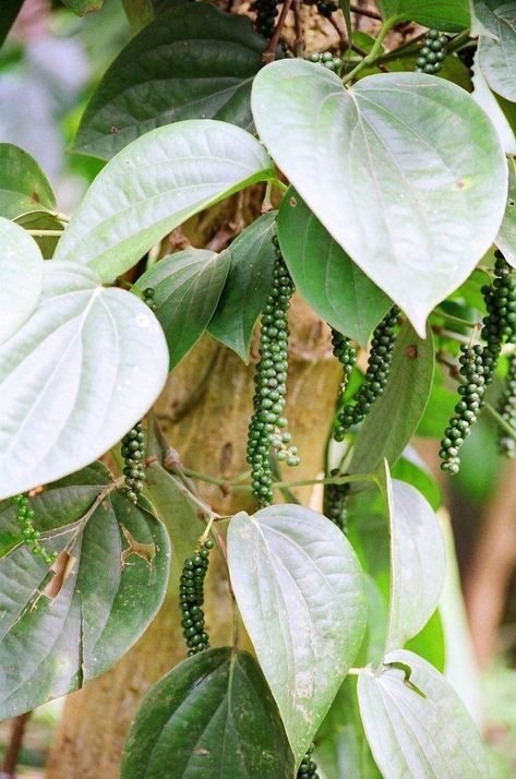 Where does black pepper come from? Can you grow your own black pepper plants? Find out the answer, including other information about peppercorn plants in the following article. Peppercorn Plant, Black Pepper Plant, Piper Nigrum, Spice Garden, Garden Vines, Pepper Plants, Garden Help, Growing Fruit, Fruit Garden