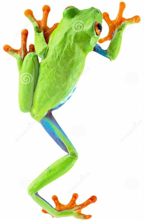 Tree Frog Art, Rainforest Frog, Red Eyed Frog, Tree Frog Tattoos, Costa Rica Art, Rainforest Trees, Tattoo Animal, Green Tree Frog, Red Eyed Tree Frog