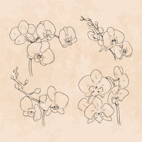 How To Draw An Orchid, Orchid Line Art, How To Draw Orchids, Orchid Line Drawing, Orchid Outline, Orchids Illustration, Orchid Embroidery, Orchid Illustration, Orchid Drawing