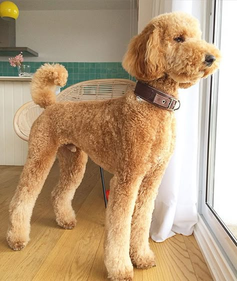 Apricot Standard Poodle #teddybear                                                                                                                                                                                 More Standard Poodle Cuts, Haircut Lengths, Apricot Standard Poodle, Standard Poodle Haircuts, Goldendoodle Haircuts, Poodle Haircut Styles, Lou Dog, Anjing Poodle, Goldendoodle Grooming