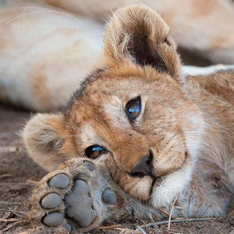 Lion Drawings, Baby Lion Cubs, Regard Animal, Wild Animals Photography, Lion Photography, Lions Photos, Lion Love, Serengeti National Park, Baby Animals Pictures