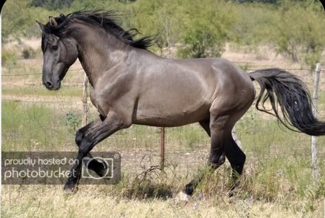 Grullo Horse, Kiger Mustang, Grulla Horse, Wild Horses Mustangs, Horse Running, Mustang Horse, Barrel Horse, Most Beautiful Horses, Horse World