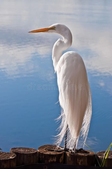 Heron Photography, Heron Art, Great Egret, Coastal Birds, White Egret, White Bird, Bird Pictures, Exotic Birds, Tropical Birds