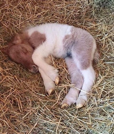 This newborn foal deserves to be my first share for 2019. Isn't he adorable? Sleeping Horse, Horses Foals, Horse Foal, Mini Horses, Baby Horse, Tiny Horses, Painted Horse, Baby Pony, Paint Horses