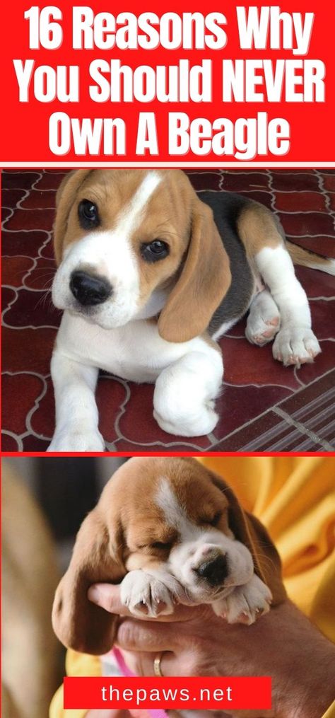 If you are planning to adopt a puppy, get any breed EXCEPT Beagles. Here are 16 reasons why you should never own such creatures. Beagle Mixed Breeds, Cheagle Dog, Beagle Puppy Names, Begal Puppies, Begal Dogs, Cute Beagle Puppies, Beabull Puppies, Puppies To Adopt, Beagle Dog Facts