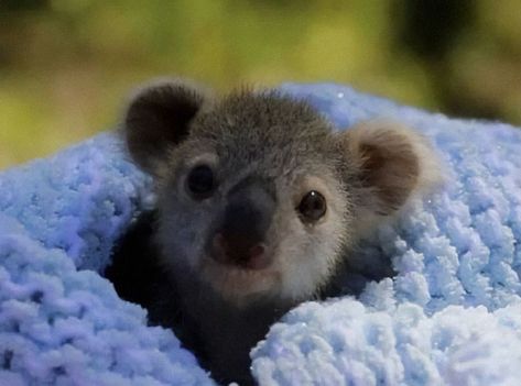 My Heart Goes Out To All The Animals In Australia, Like This Baby Koala Baby Koala, Caption This, Koala, Follow Us, Animals, On Instagram, Instagram