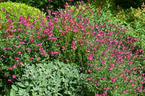 Autumn Sage Plants, North Texas Landscaping, Landscaping Fire Pit, Salvia Garden, Growing Basil Indoors, Salvia Greggii, Plants For Landscaping, Autumn Sage, Texas Landscaping