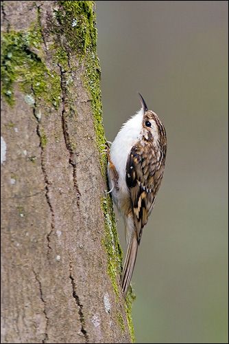 Treecreeper (Certhia familiaris) - www.birdwords.co.uk Brown Creeper, Wild Creatures, Nature Birds, Like Animals, All Birds, Bird Pictures, Pretty Birds, Bird Photo, Cute Birds