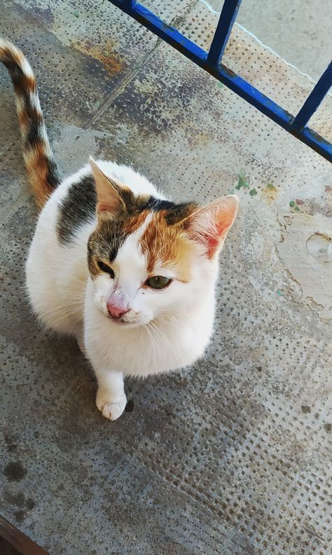 White Cat With Brown Spots, White Cat With Orange Spots, Life Vision, Brown Spots, Orange Brown, White Cat, Orange, Animals, White